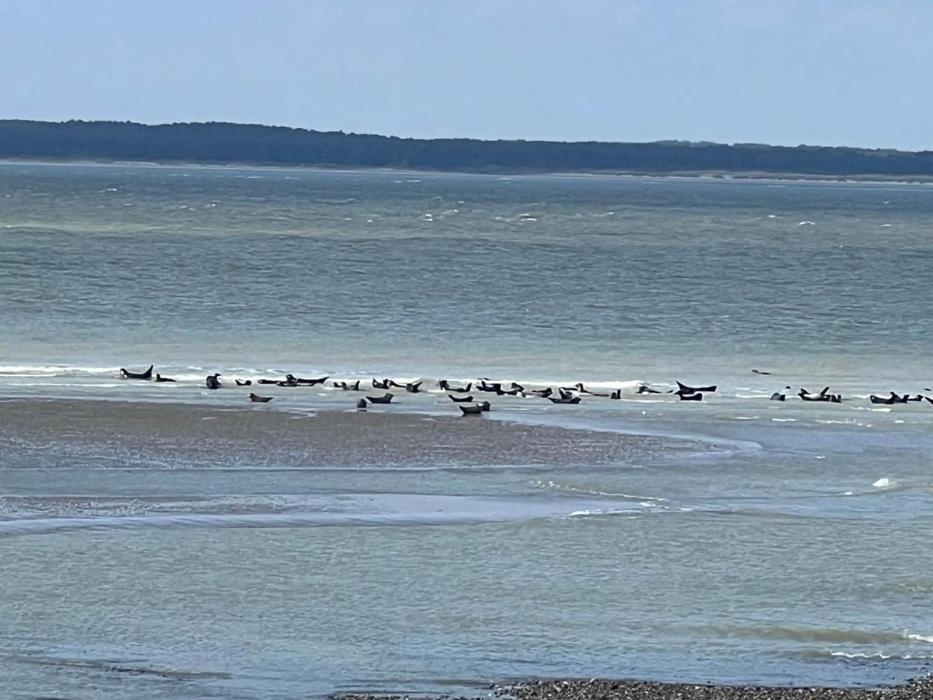 Caprices De Mer Appartement Avec Grand Balcon Et Vue A 300 M Plage, Apercu Mer, Lit Queen Size, Mers Les Bains Le Treport , Petit Dejeuner En Option, 2 Velos Fournis Exteriör bild